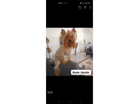 Yorkshire terrier yavru