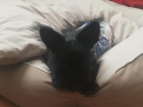 Küçük terrier oğlumuza yuva arıyoruz