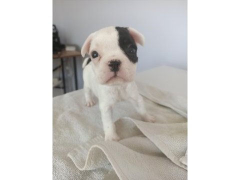 2.5 aylık french bulldog yavrular