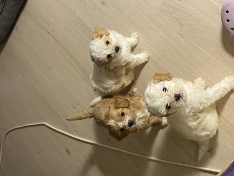 Orjinal cavapoo yavrularımız