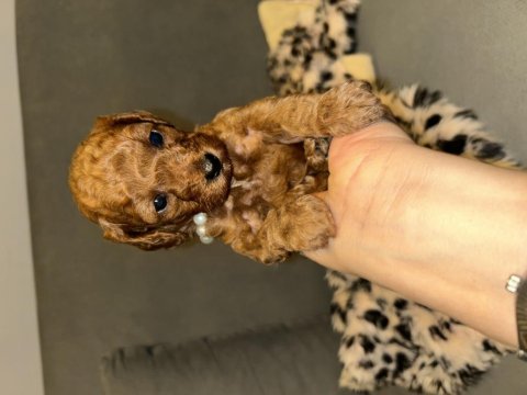 Toy poodle bebişler