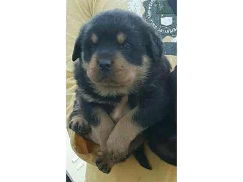 Rottweiler erkek ve dişi izmir
