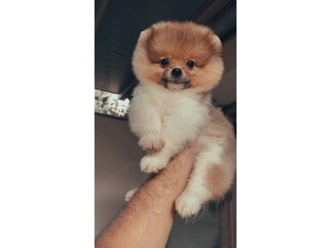 A kalite tesy bear ayı surat pomeranian