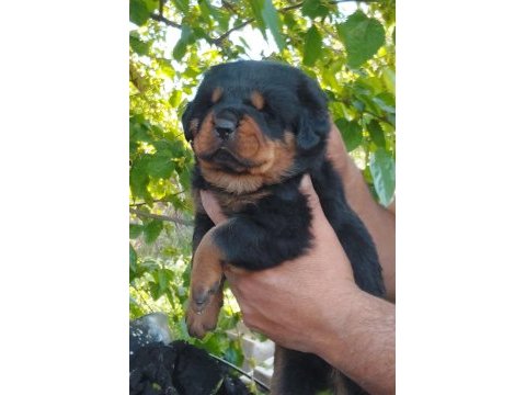 Irk garantili rottweiler yavruları