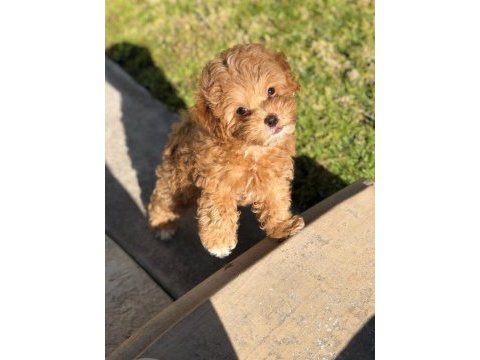 Minik ve sevimli maltipoo