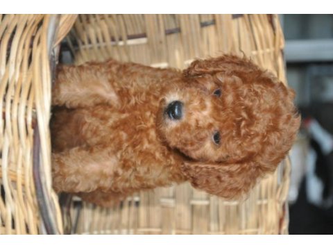 Poodle yavrularımız mevcuttur