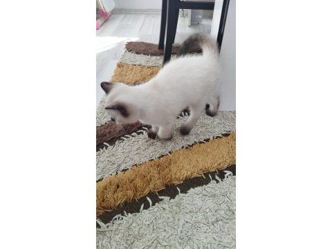 2 tane kedimiz kalmıştır dişi ve erkek