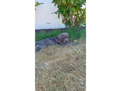 Dev adayı cane corso