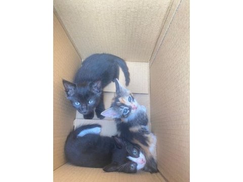 Minik bebek kedilerimiz yeni ailesini arıyor