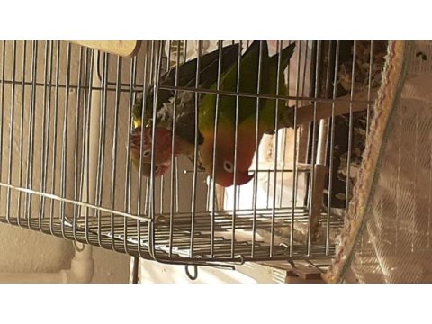 Cennet papağanı yavrusu sahibinden sahiplenecek