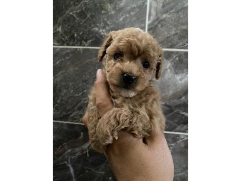 Maltipoo sevgililer gününe özel kampanya