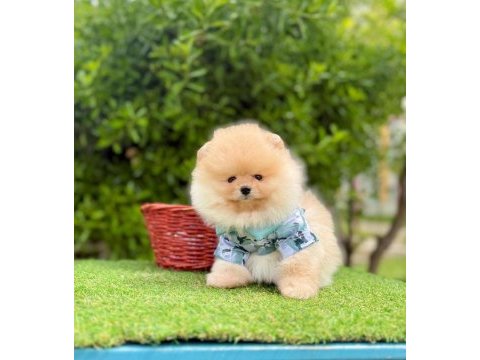 Safkan pomeranian boo yavrularımız