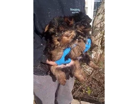 (sdk) çiftlikten ırk garantili yorkshire terrier yavrular