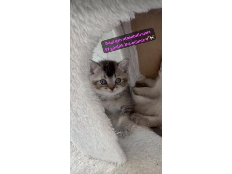 Kitten scottish straight bebeğimiz