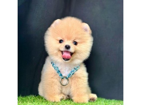 Safkan pomeranian boo bebekler