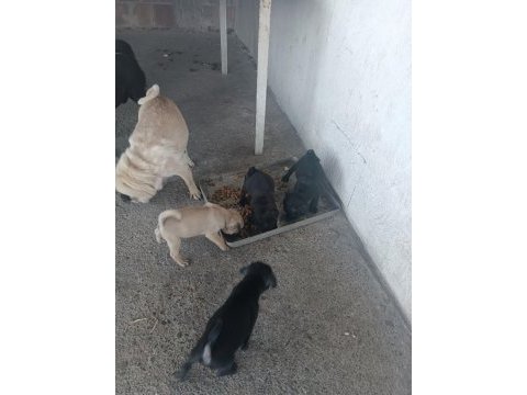 Pug 2 erkek yavrular