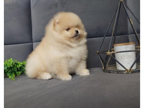 Teddy bear boo yavrular taksitle heryere gönderilir 