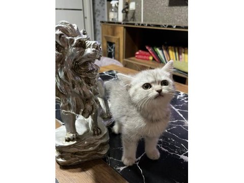 Saf kan silver british shorthair