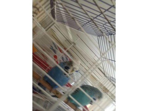 Show jumbo muhabbet kuşu