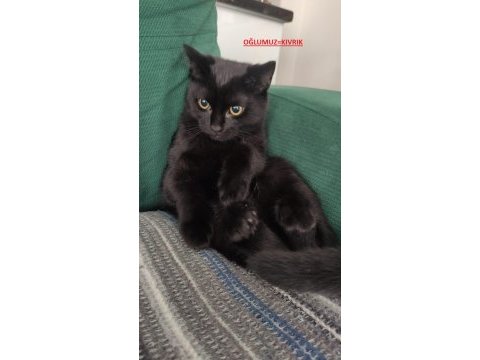 Baba scottish fold anne siyam -erkek- kız yavruları