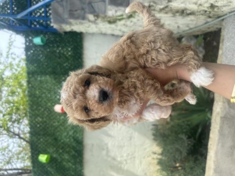 A kalite maltipoo