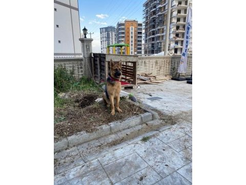 11 aylık dişi alman çoban köpeği