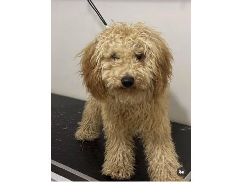 Orjinal toy poodle