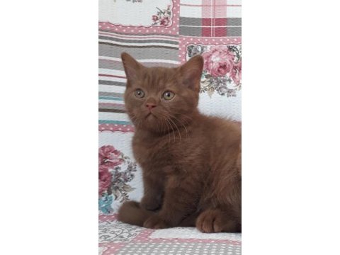 Cinnamon tarçın kahverengi british shorthair yavruları