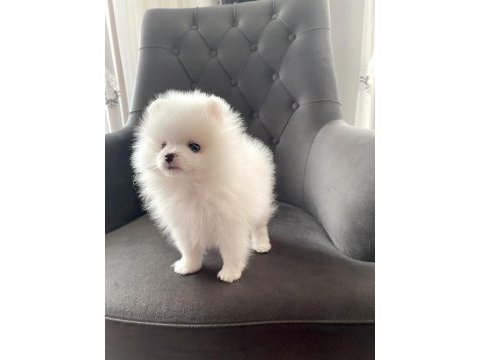 Dişi yavrumuz pomeranian boo teacup sahibini arıyor