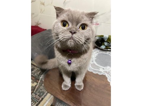 2 yaşında uysal dişi scottish fold kedimiz