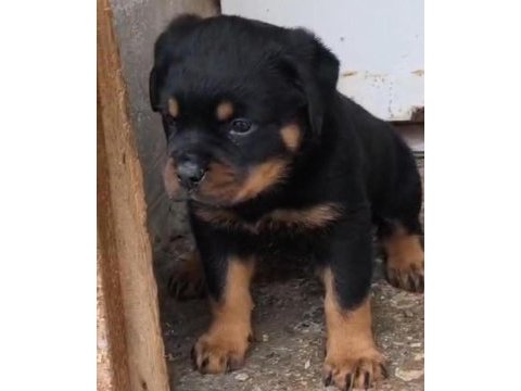 Rottweiler bebeeklerimiz sağlık garantilidir