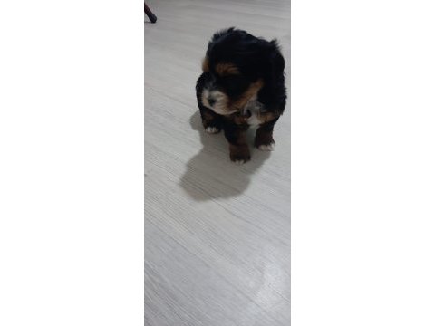 Dişi morkie