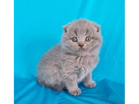Scottish fold yavrular sahibinden