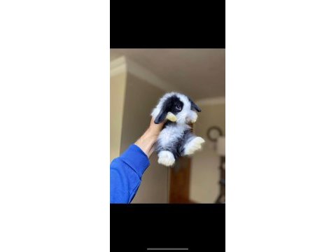 Veterinerden safkan yavru tavşanlar gönderilir
