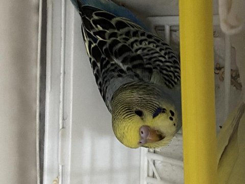 Bakımlı yavru erkek muhabbet kuşu