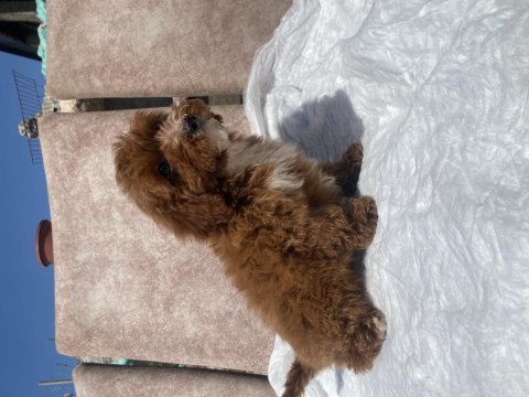 Mini boy maltipoo oğlumuz