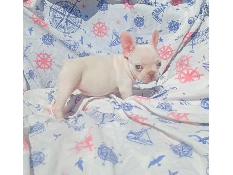 Ankara french bulldog