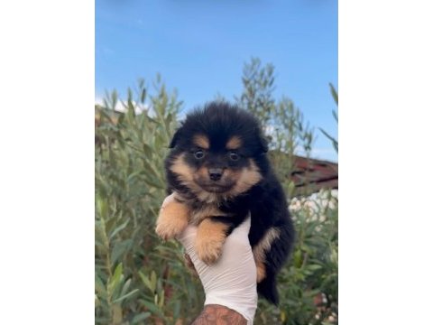 Bu pomeranian güzellik kaçmaz