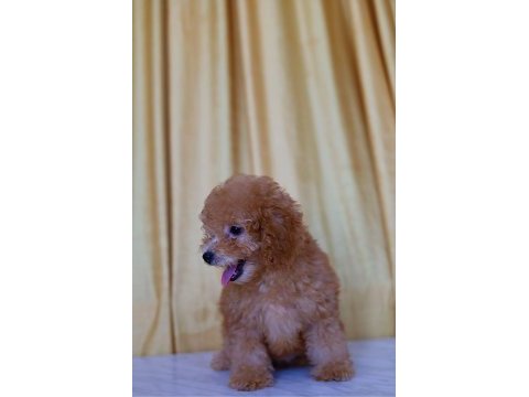 Orjinal toy poodle yavruları 2.5 aylık