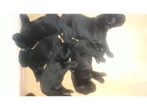 A scr cane corso bebekler 04,04,2024