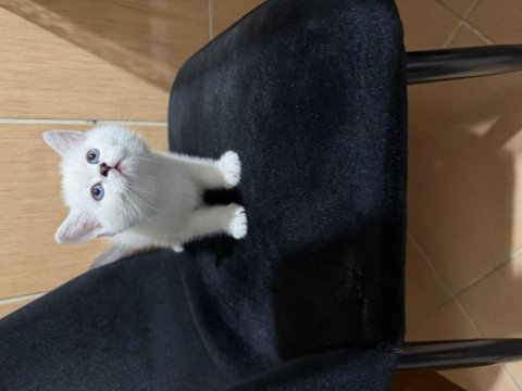 British shorthair paşam hazır