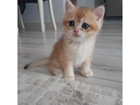 British shorthair ny12 golden erkek yavru