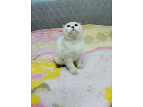 Sıfır kulak scottish fold