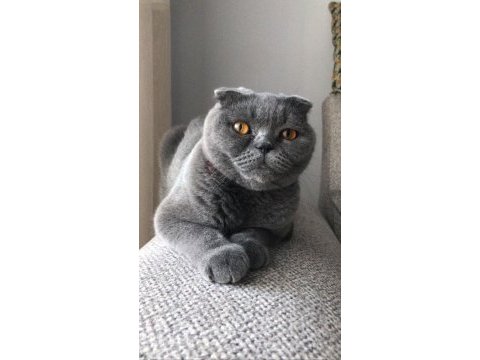 Uyumlu sakin scottish fold kızımız