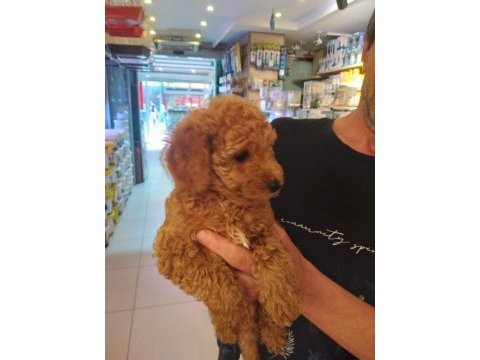 Red toy poodle
