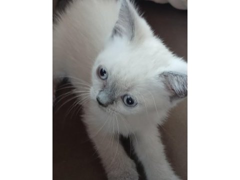 British shorthair yavrularımız yeni yuva arıyor