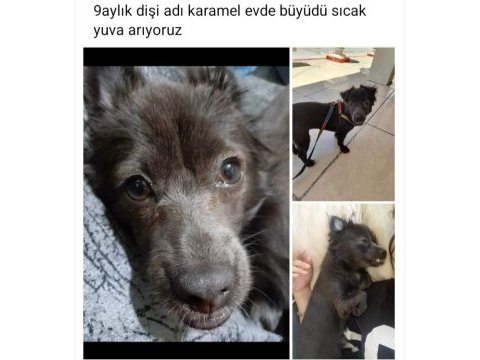 Köpeğimizin adı karamel sahiplendirmek istiyorum
