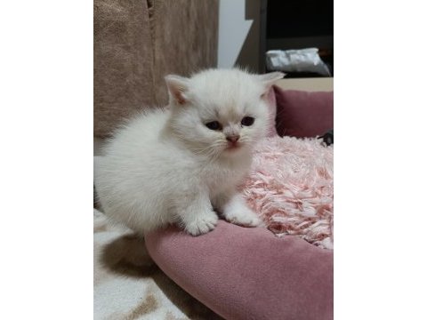 Scottish fold ve scottish straigt yavrularım