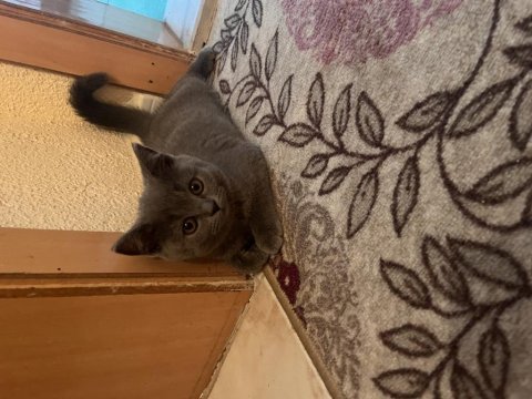 British shorthair yavru oyuncu