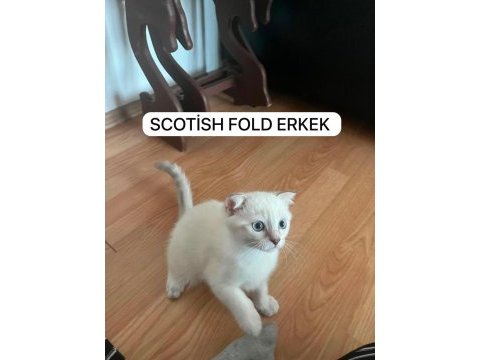 Scottish fold değerinin altında verilecek